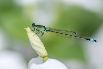 ヒヌマイトトンボ