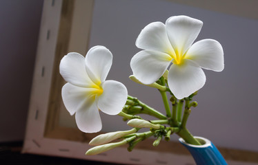 lovely charming aroma flower plumeria in mini boutique style with colourful decoration