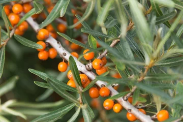 branches and berries of sea buckthorn © Nikolai Link