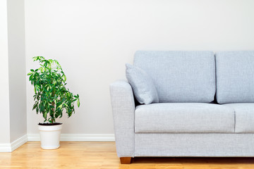Gray sofa and green plant. Room interior.