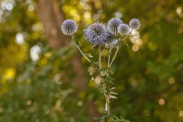 Wild grass blue thorn close-up on a green background nature summ