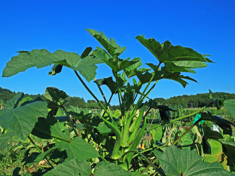 169 件の最適な 丸オクラ 画像 ストック写真 ベクター Adobe Stock