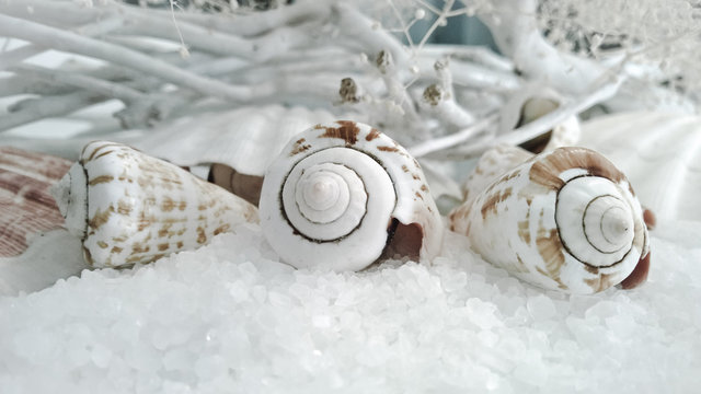 Conchiglie 