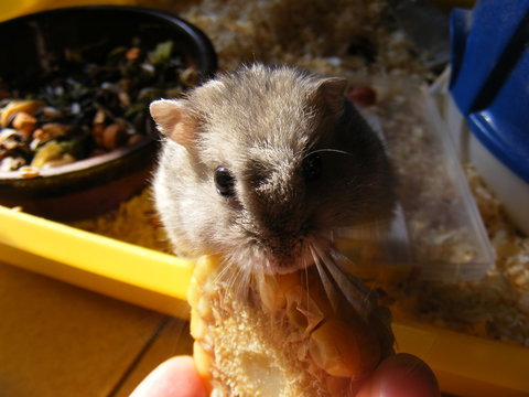 Criceto che mangia