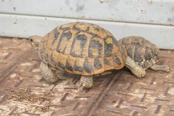 two turtles