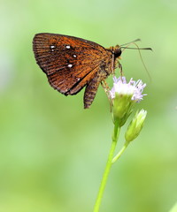 Small Branded Swift Butterfly Feeding on Wild Nectar