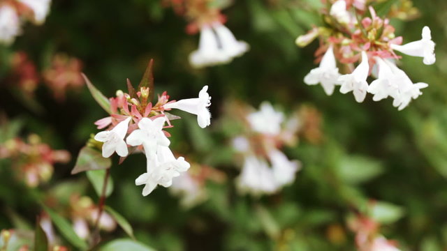 Abelia floribunda