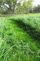 Mown lawn lane among unmown lawn in the sunny summer garden