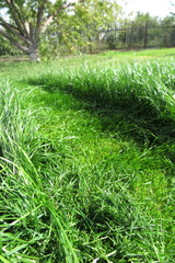 Mown lawn lane among unmown lawn in the sunny summer garden