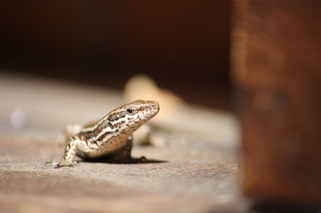 Iberian lizard