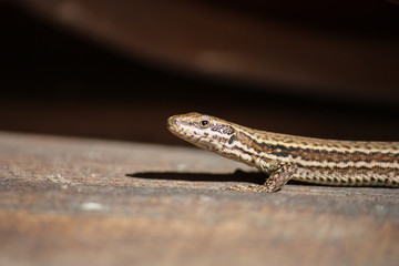 Iberian lizard