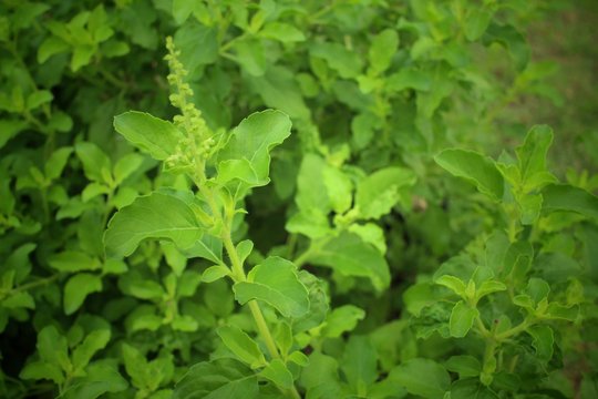 basil