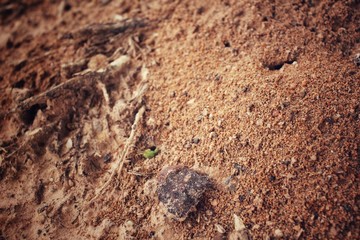 Ants nest