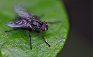 Fly on a green leaf
