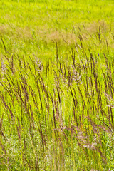 Wysoka ,soczysta trawa na podmokłej łące w pogodny, przyjemny, letni dzień po południu © IreneuszB