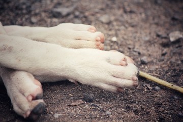 Dog foot