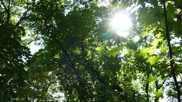 Moving background with nature in 4K. Botanical park on Timisoara, Romania.