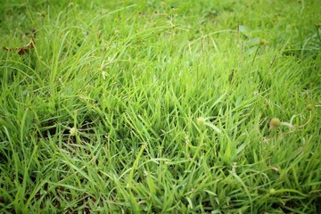 Green grass