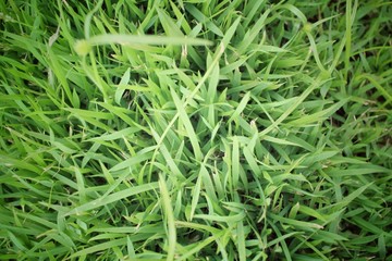 Green grass