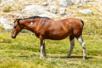 Spain, Wild Horse Resting at Gredos Mountain Range National Park