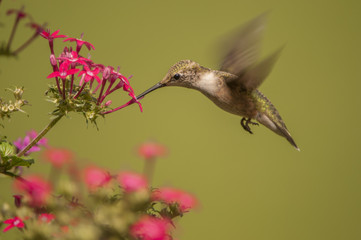 Fototapeta na wymiar IMMATURE MALE RUBY-THROATED HUMMINGBIRD FEEDING IN FLOWERS