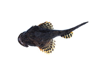 sea fish lophius piscatorius
