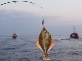 Fototapeta premium big fish flounder
