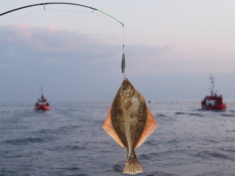 big fish flounder