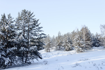 Fototapeta na wymiar Birch and pine forest