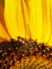 insect diptera halteres