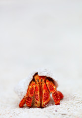 Hermit crab