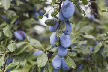 Plums on Branch