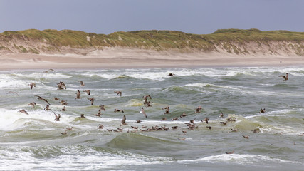 Naklejka premium Möven in stürmischer See