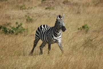 Obraz na płótnie Canvas Zebre apeuré dans la savanne