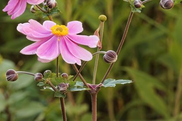 Anemone japonica