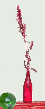 Rote Melde, Rote Flasche  Nr. 2