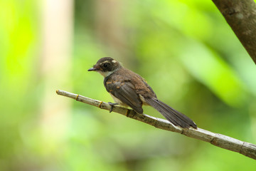  Malaysian Pied Fantail(Rhipidura javanica) in nature