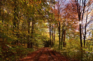 Sunny colorful autumn, forest road