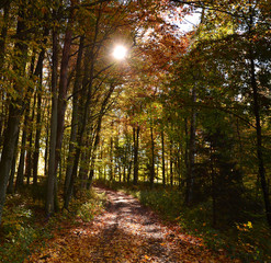Fototapeta premium Sunny colorful autumn, forest road