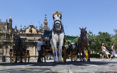 Fototapeta na wymiar Coches de caballos de Sevilla