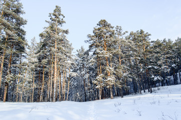 Birch and pine forest