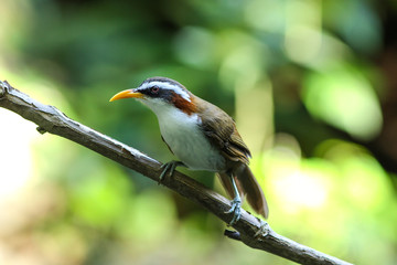 White-browed Scimitar-Babbler