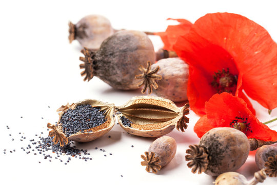 Poppy grain and flowers
