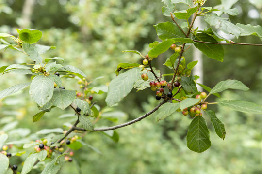 Frangula alnus, Alder Buckthorn and fruits 