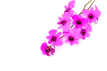 Fototapeta na wymiar Branch of orchid flower isolated on white