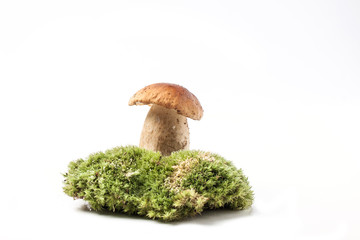 cep mushroom on moss