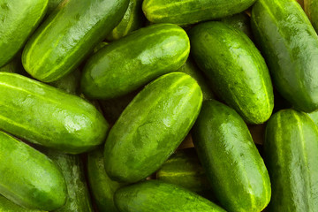 fresh green cucumbers