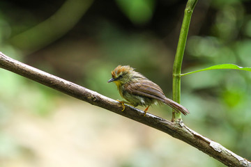Pin-striped Tit Babbler ( Macronus gularis )