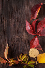 Naklejka na ściany i meble ornament boarder from autumn leaves
