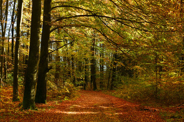 Obraz premium Sunny colorful autumn, forest road